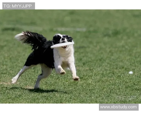 深圳飞盘队勇闯极限运动世界杯的奋斗与荣耀之路